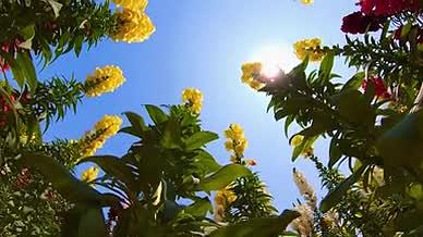 高清仰拍花卉逆光空镜视频的预览图